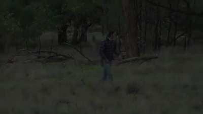 Watch animal die inside