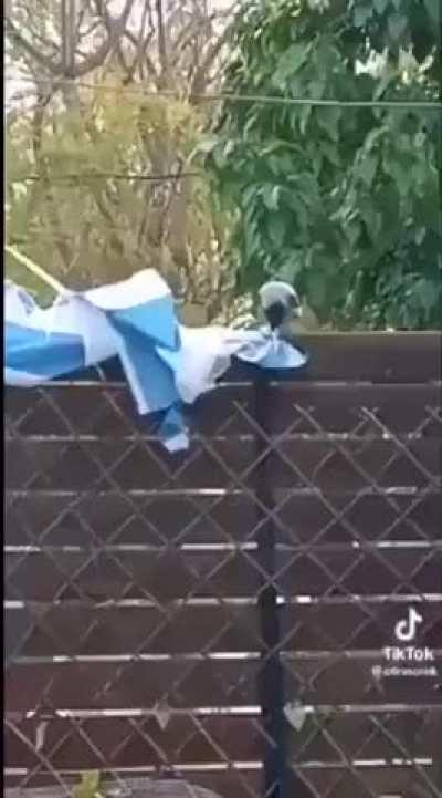 The ravenous wrath of these mad crows. 