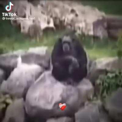 BeelcitosMemes - Video #2741