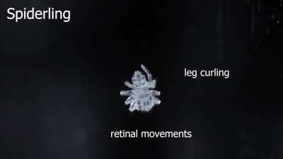 Jumping spiders discovered sleeping experience muscle twitches and eye movements similar to the REM sleep phase associated with dreaming in humans