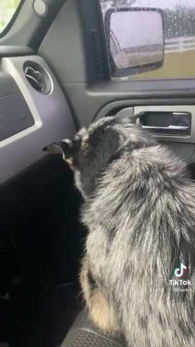 Bandit thought he was being replaced