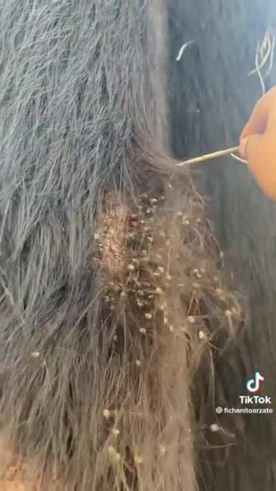 This Gi-Massive Nest of Spiders