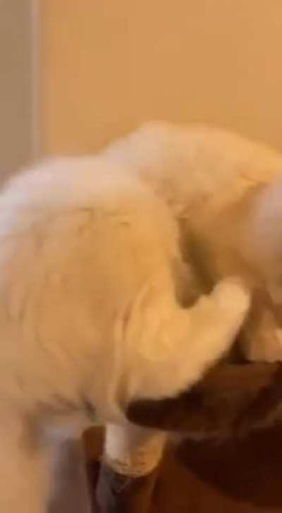 котов вам в ленту