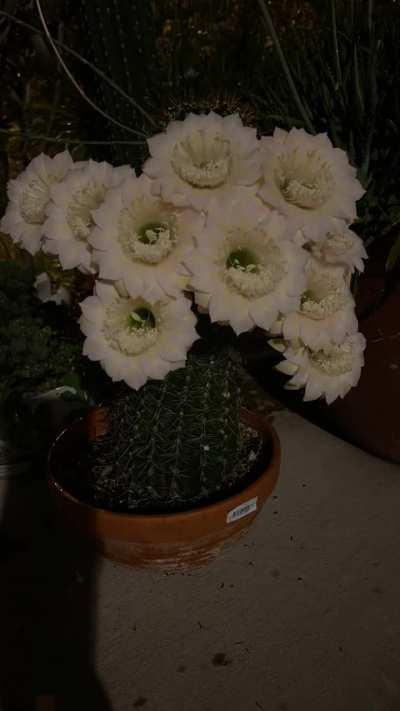 🔥One of my cacti bloomed last night.