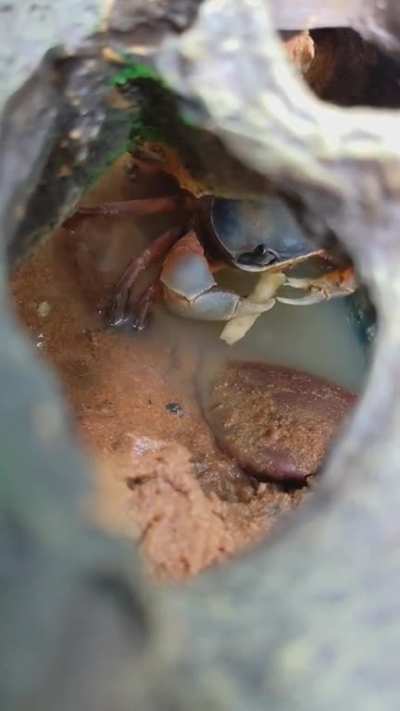 as you guys seemed to like the photo, here's a video of Kipper eating his apple...