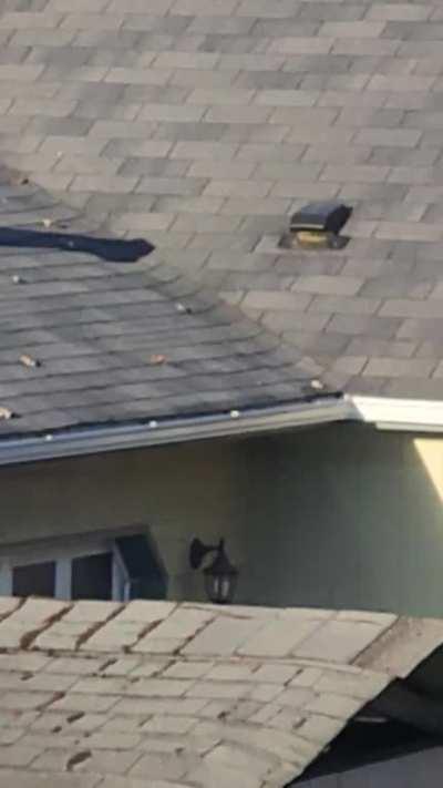 This is roof dog, he's been out neighbor for 3 years.