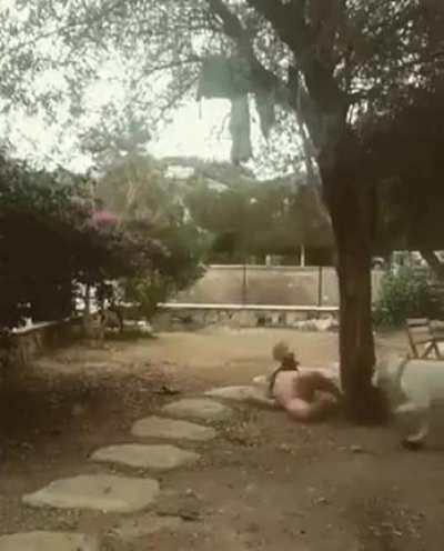 Друг человека