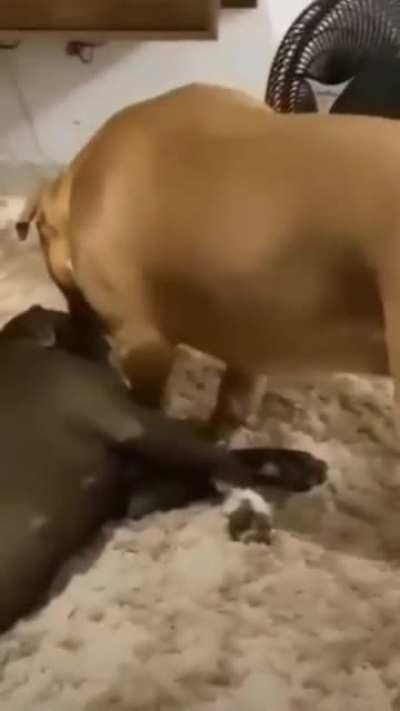 Confused big doggo checking on his bro if he is O.K. See the expression of black dog.😅