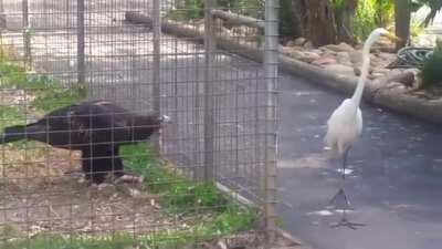 🔥 Egret tries to steal from an eagle 🔥