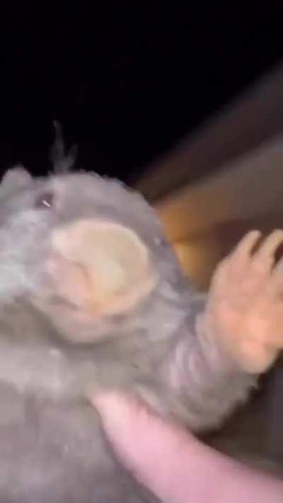 Anyone know what animal this is... I think its a wombat but not sure