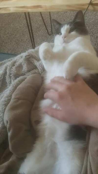 Malcolm is a big fan of belly rubs.