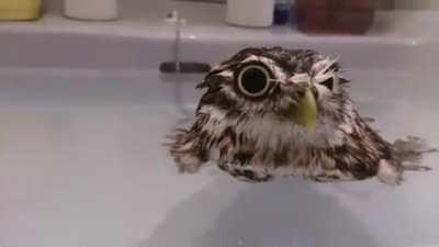 Welll.. I'm not drowning so I guess I am fish now.