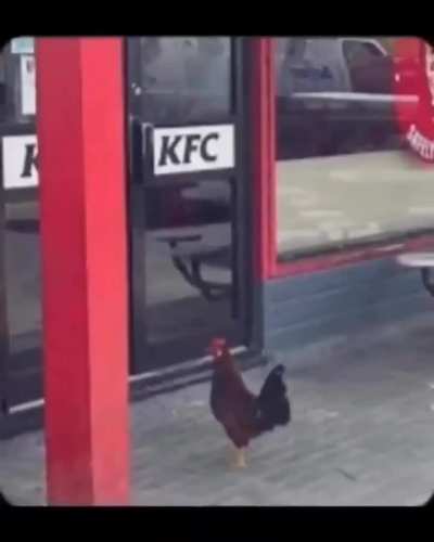 This is why I pay internet for