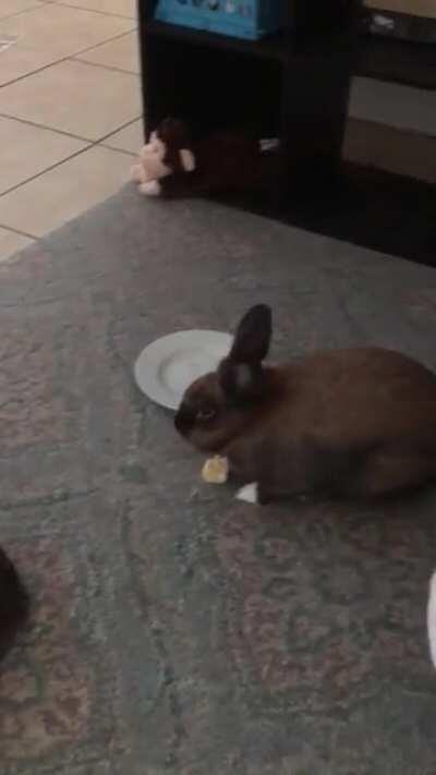 My bunny gets a butt twitch when he eats something he likes. Today: banana