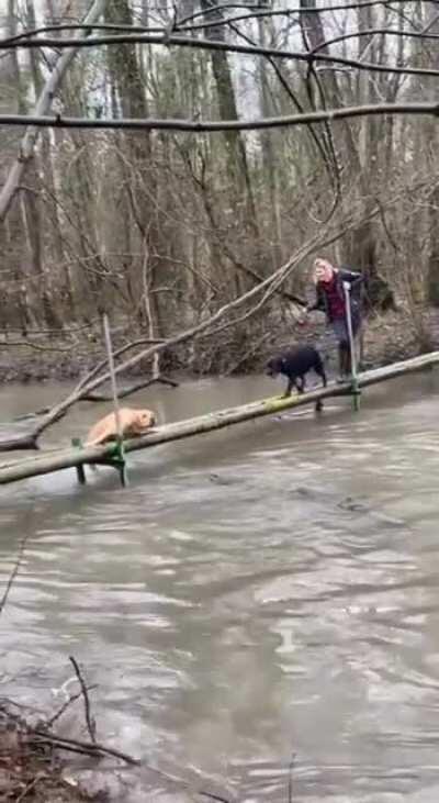 Caught On Video: Pupper Betrayed In His Final Moments