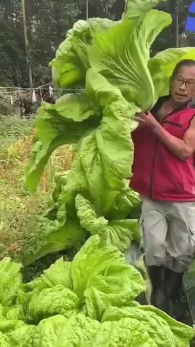 giant lettuces