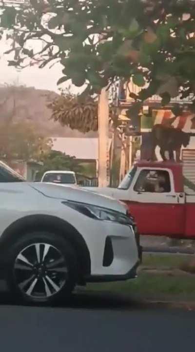 Truck normally cruising in the middle of a town with a Bengal Tiger on top of it in Michoacán, Mexico