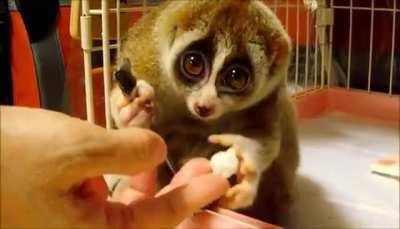 Slow Loris enjoying a little rice ball