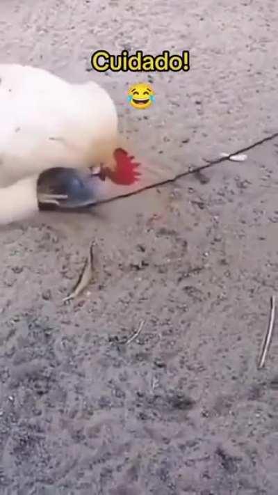   Dios perdona, el pollo no ..🤣🤣