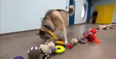 All dogs in the shelter were allowed to choose a Christmas toy