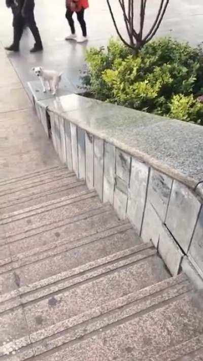 Googled “downward dog”.