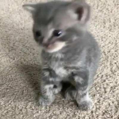 Horrific kitten yells at helpless family