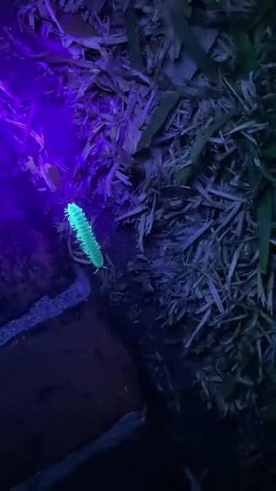 What is this phosphorescent bug found in Houston, TX