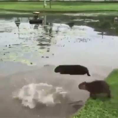 Capybaras looking dumb and jumping into water