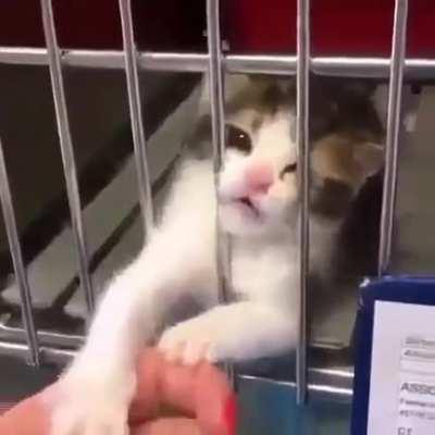 Don't leave me! Be my forever home!