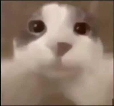 Since I got banned from the discord server for 3 days I shall be posting memes here for awhile.