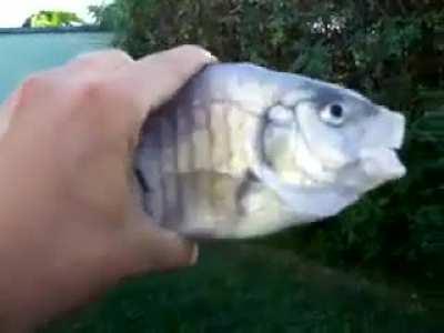 Killer fish 