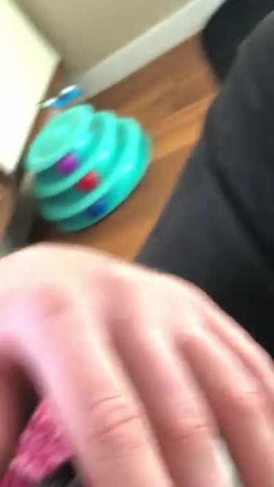 A very loud and very squeaky 3 week old Skellington.