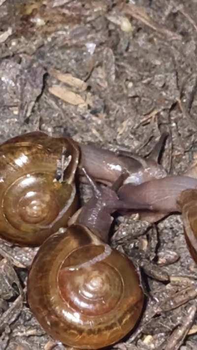 Ano to? At anong ginagawa nila??