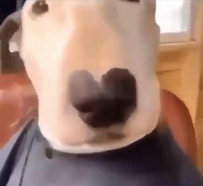 Insane was made for this dog