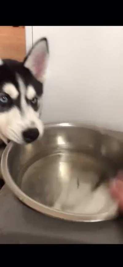 Classic stubborn husky, I miss her pup days