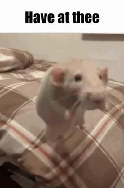 Rat