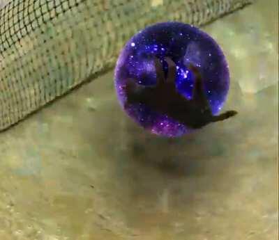 Doggo tries spinning