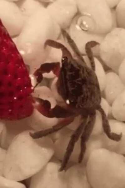 A tiny crab eating a strawberry