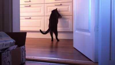 Burglar cat is caught on camera! No cabinet is safe with him! 😂😂