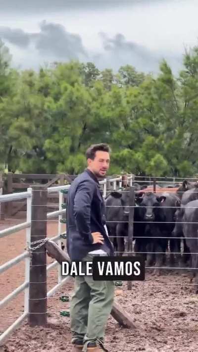 A la gente de Joya Agro les robaron 191 cabezas de ganado, valuados aproximadamente 300 millones de pesos, y pudieron dar con la ubicacion de 161 de ellas.