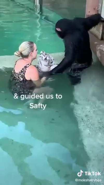 This monkey caring about the tigers