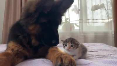 German shepherd puppy with a tiny kitten