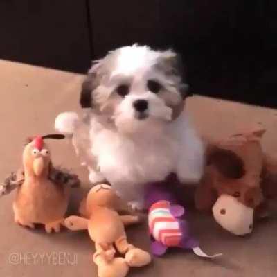 Who’s your best friend?