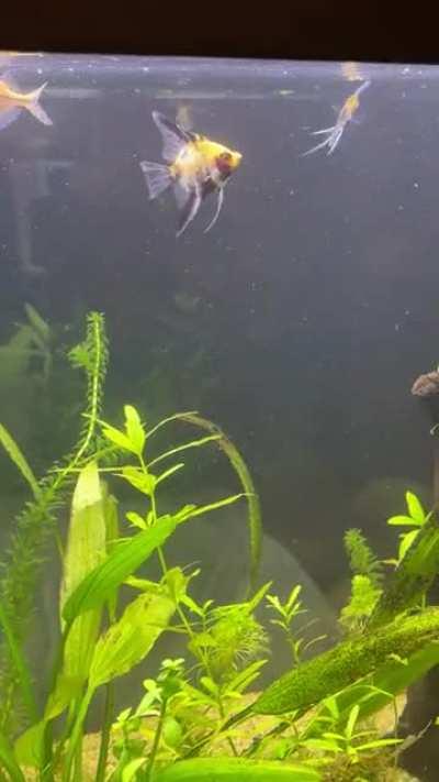 Got a video of my new angelfish that are obviously not used to flowing water lol