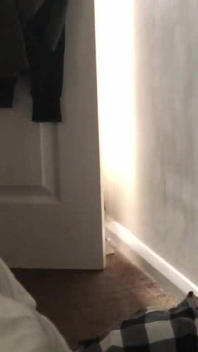 So my house rabbits have never been upstairs before and woke up to this