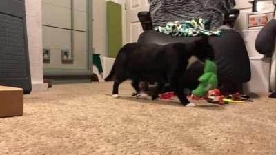 This is Harpo's stealing song, which he sings every day. I've got over 200 of these videos, and am trying to get YouTube caught up. I don't know why I didn't think to post them here before!