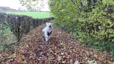 Golden Retriever running in slow motion