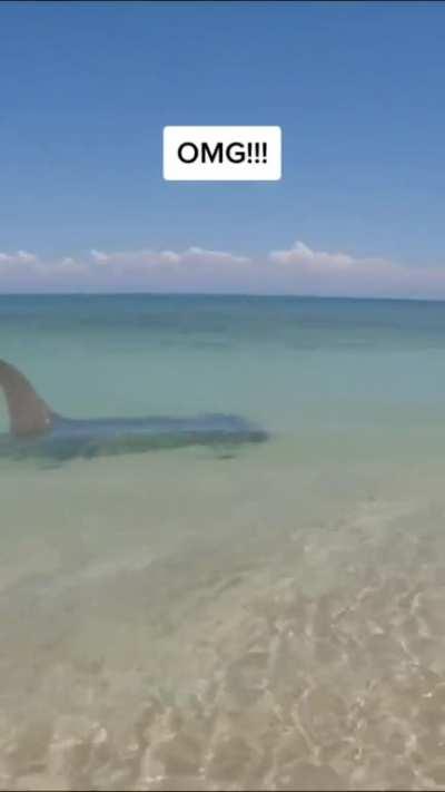 Hammerheads are so badass they sometimes attack sharks that are two thirds their own size