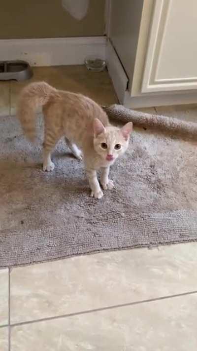 Startled orange kitten sideways walking with bottle brush tail.