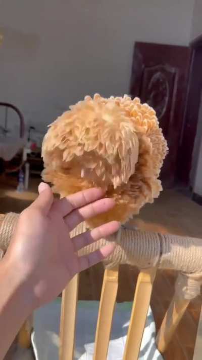 A very fluffy Polish Chicken 